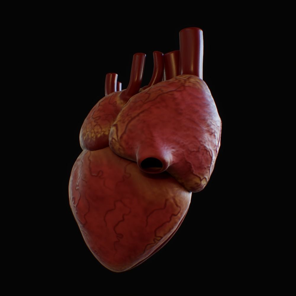 3D model of rigged heart Low-poly 3D model_8