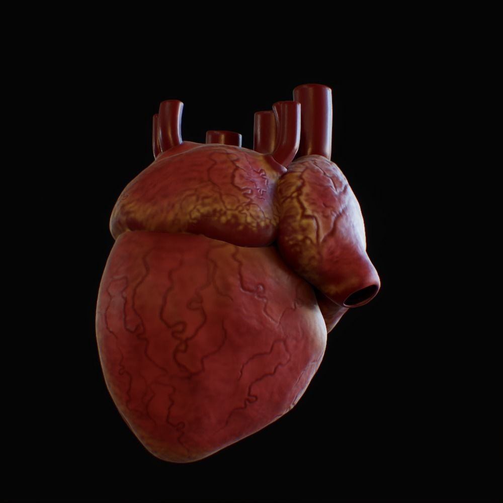 3D model of rigged heart Low-poly 3D model_15