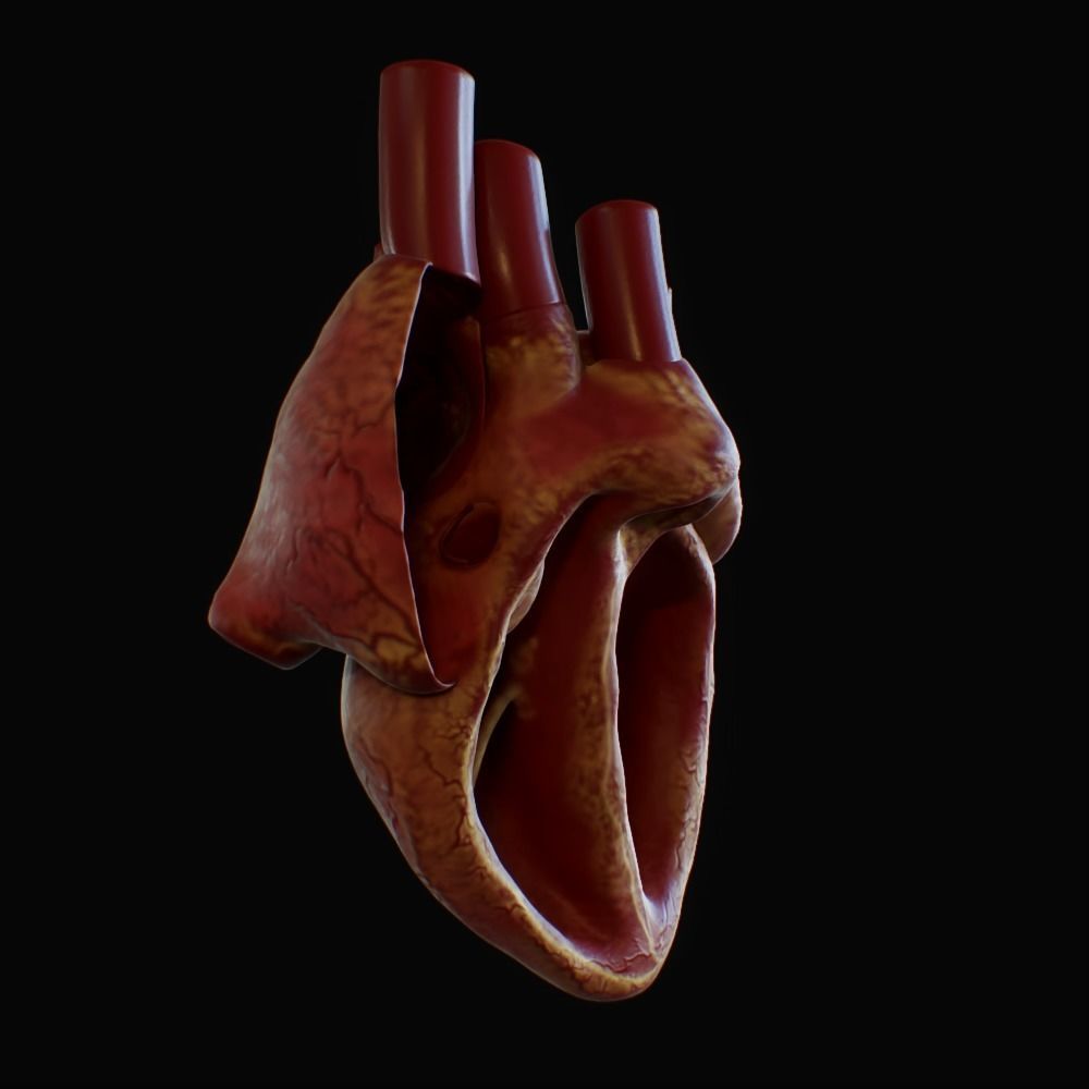 3D model of rigged heart Low-poly 3D model_59