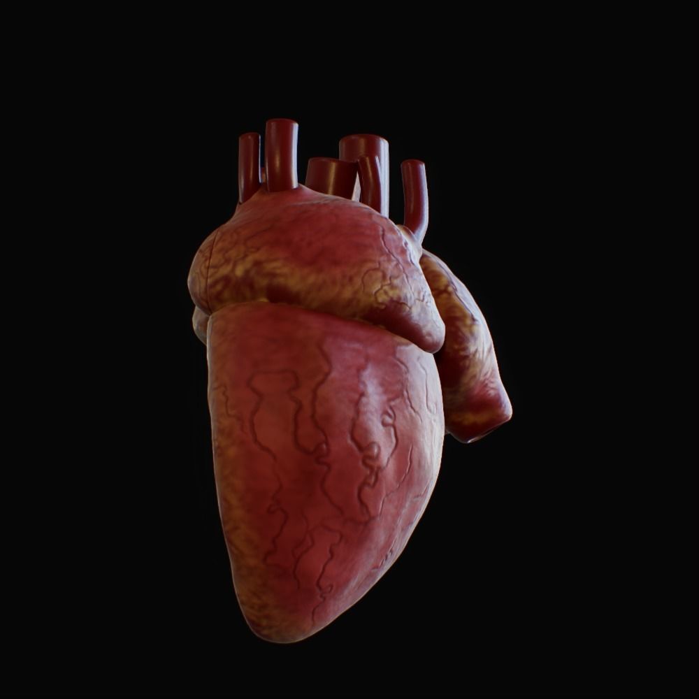3D model of rigged heart Low-poly 3D model_64