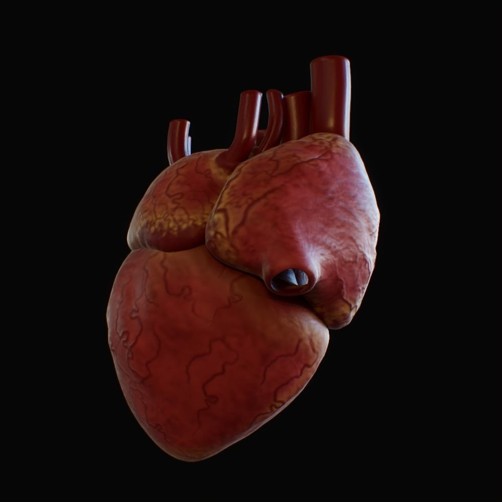 3D model of rigged heart Low-poly 3D model_46