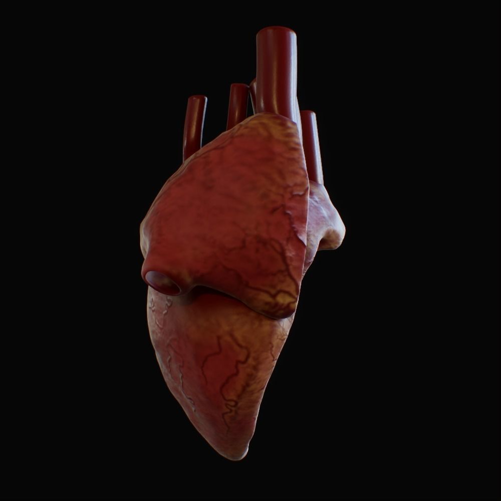 3D model of rigged heart Low-poly 3D model_37