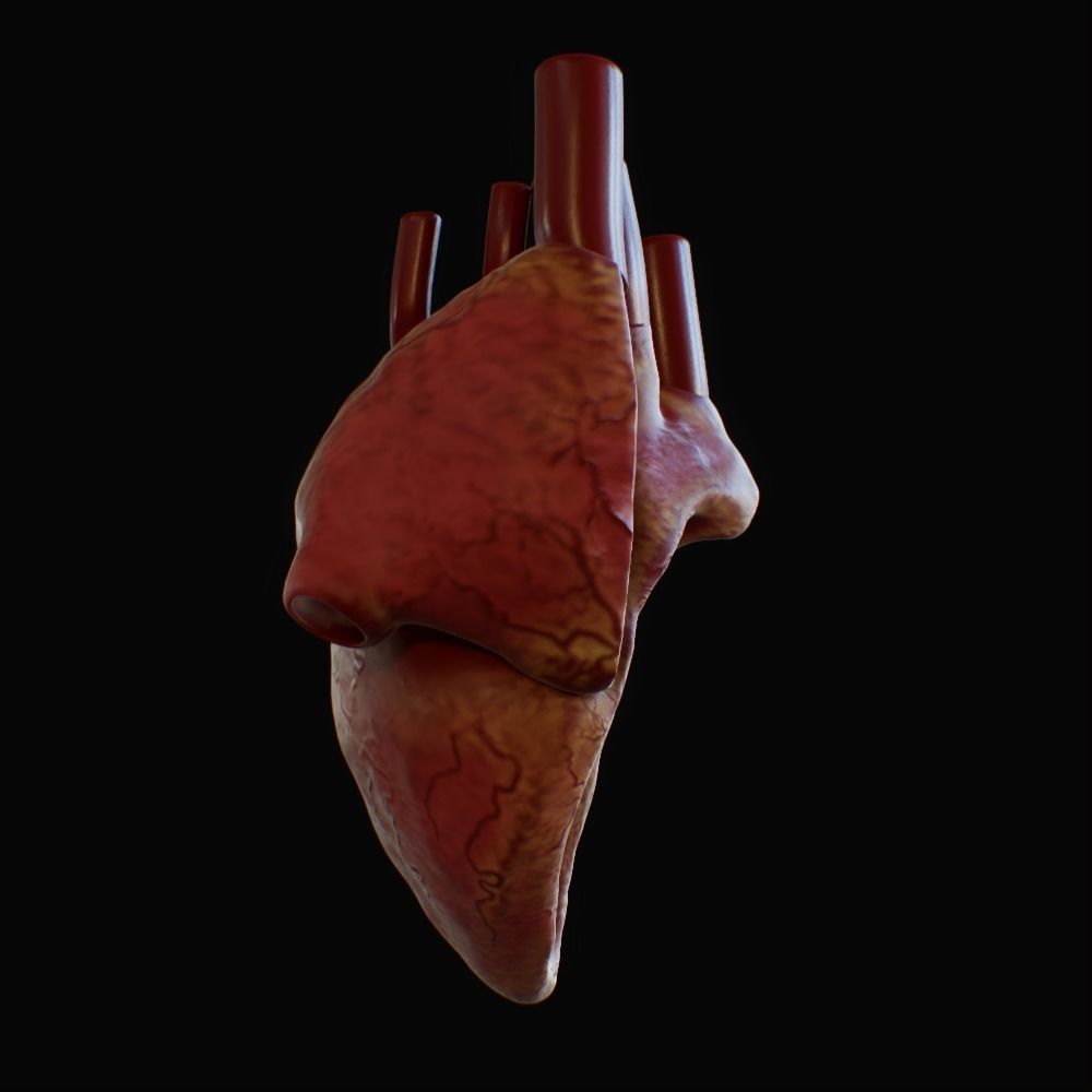 3D model of rigged heart Low-poly 3D model_52