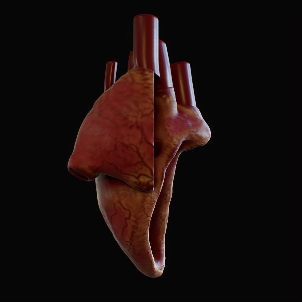 3D model of rigged heart Low-poly 3D model_88