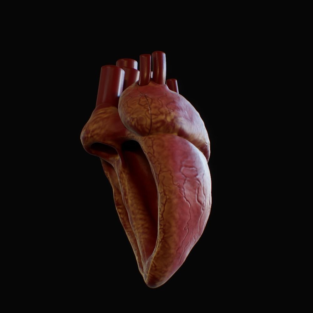 3D model of rigged heart Low-poly 3D model_68