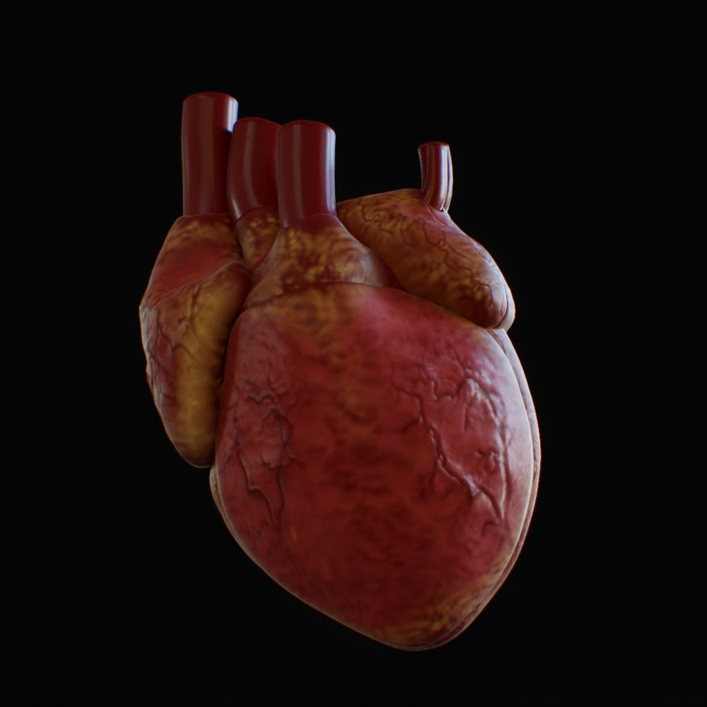 3D model of rigged heart Low-poly 3D model_32