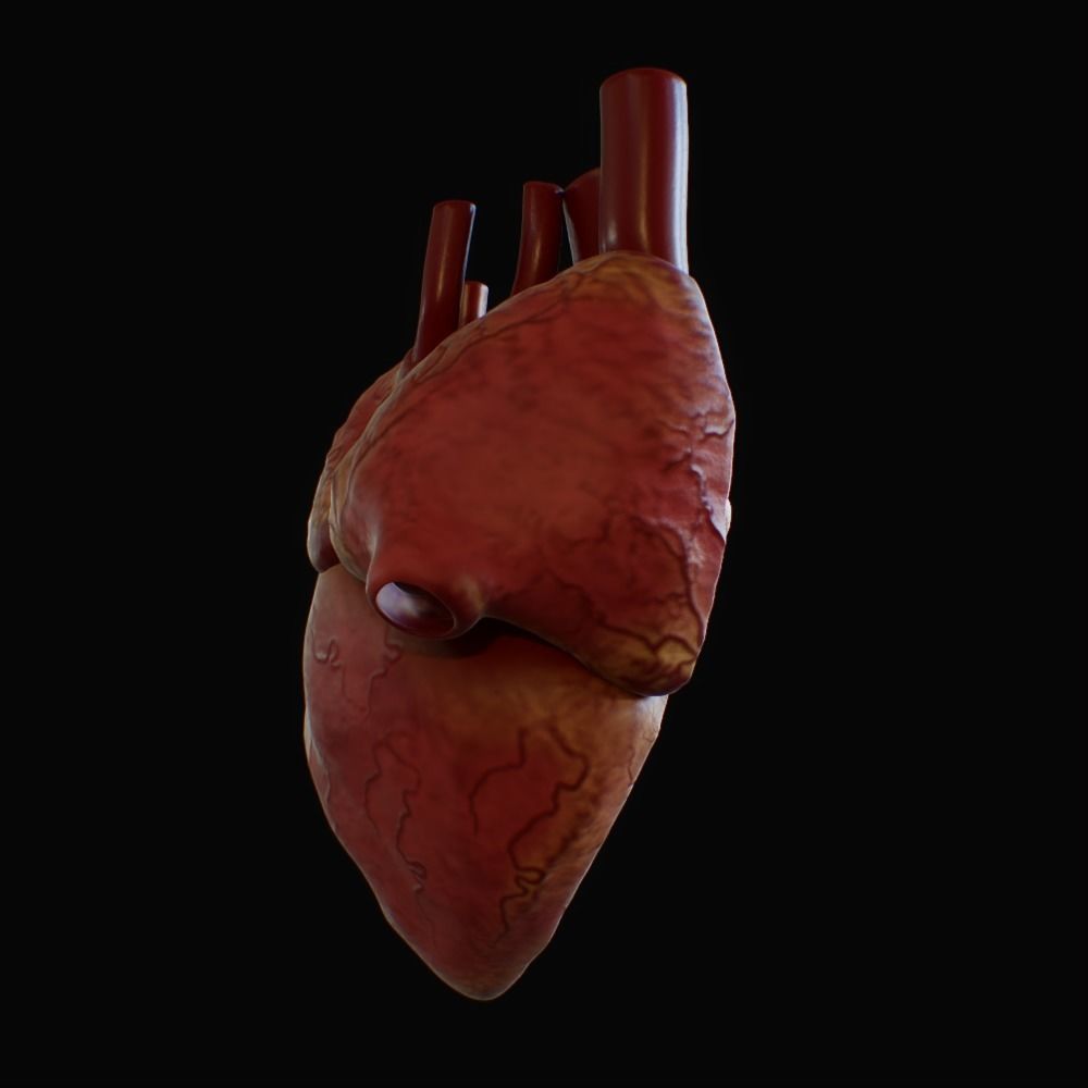 3D model of rigged heart Low-poly 3D model_92