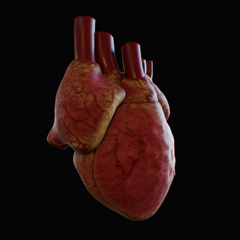 3D model of rigged heart Low-poly 3D model_71