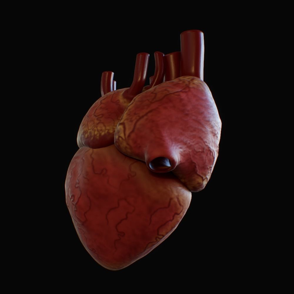 3D model of rigged heart Low-poly 3D model_47