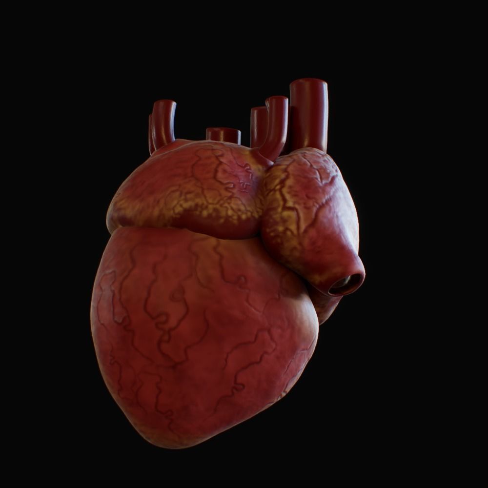 3D model of rigged heart Low-poly 3D model_94