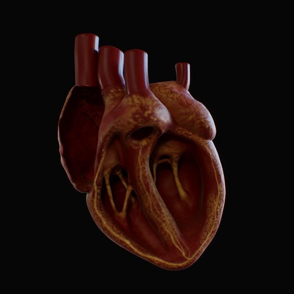 3D model of rigged heart Low-poly 3D model_53