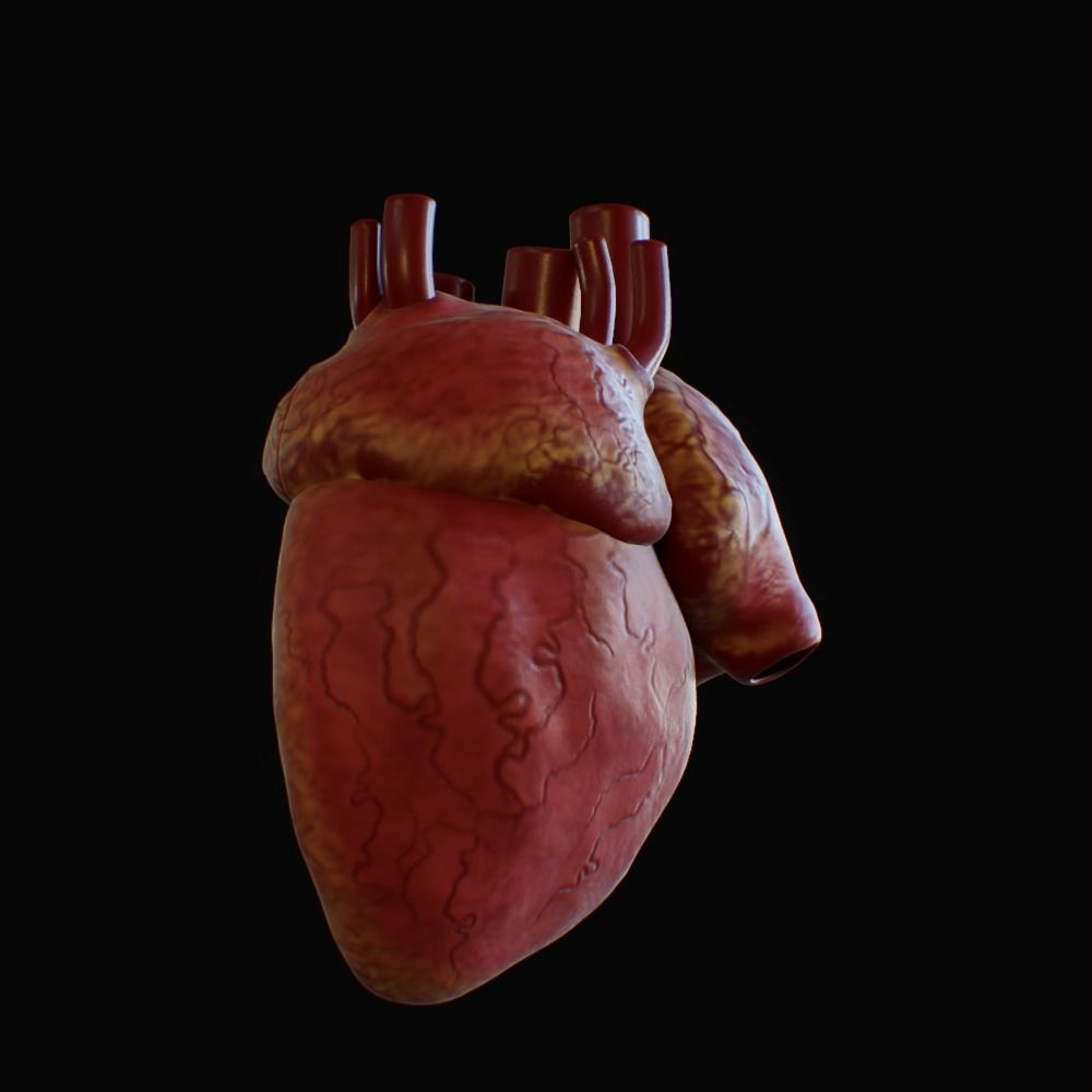 3D model of rigged heart Low-poly 3D model_60