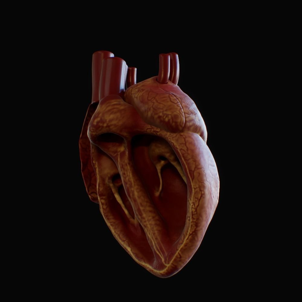 3D model of rigged heart Low-poly 3D model_90