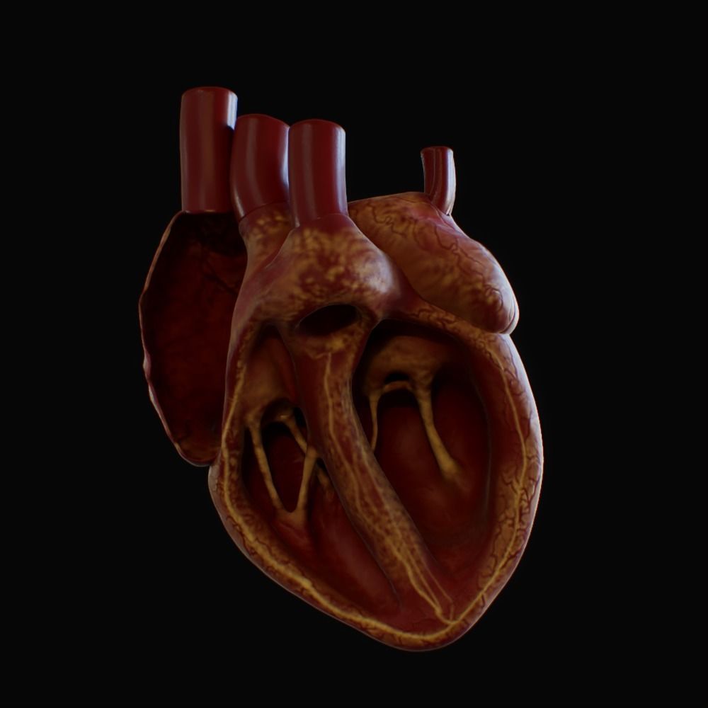 3D model of rigged heart Low-poly 3D model_81
