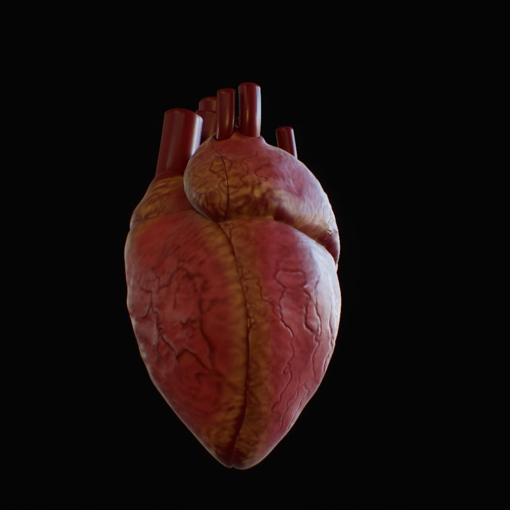 3D model of rigged heart Low-poly 3D model_79