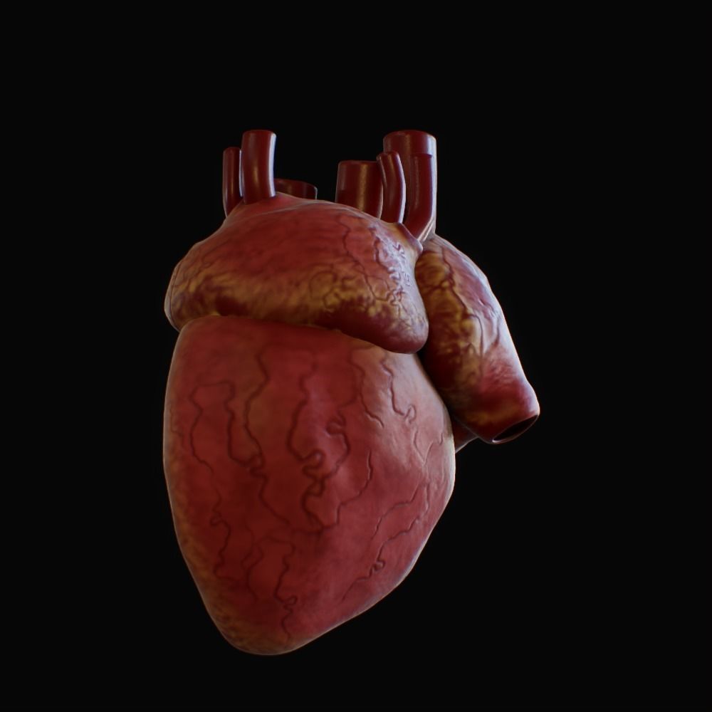 3D model of rigged heart Low-poly 3D model_61