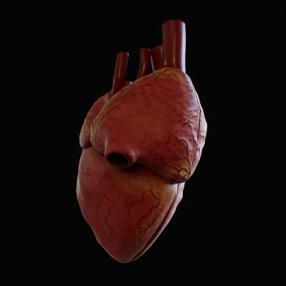3D model of rigged heart Low-poly 3D model_77