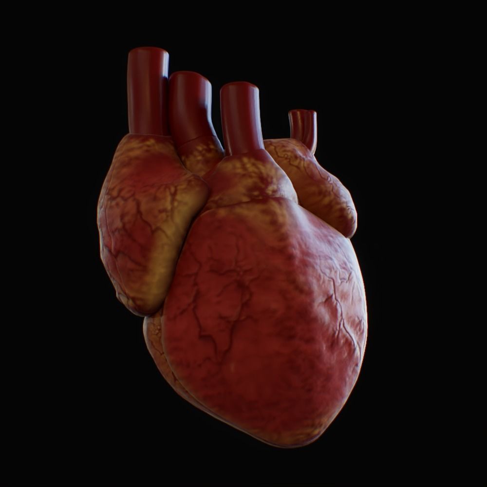 3D model of rigged heart Low-poly 3D model_85