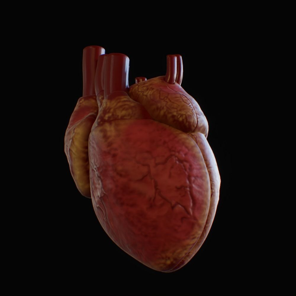 3D model of rigged heart Low-poly 3D model_33