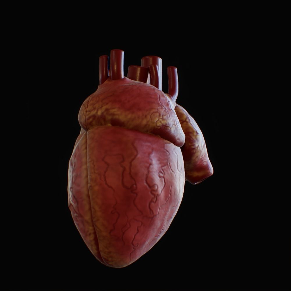 3D model of rigged heart Low-poly 3D model_17