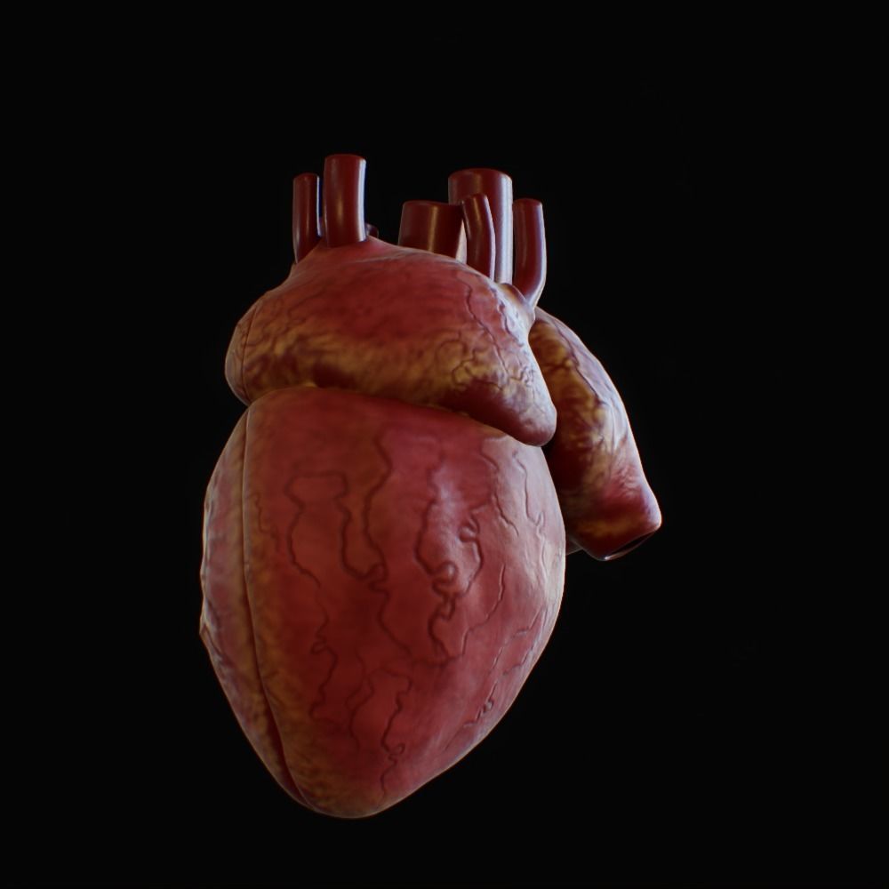 3D model of rigged heart Low-poly 3D model_89