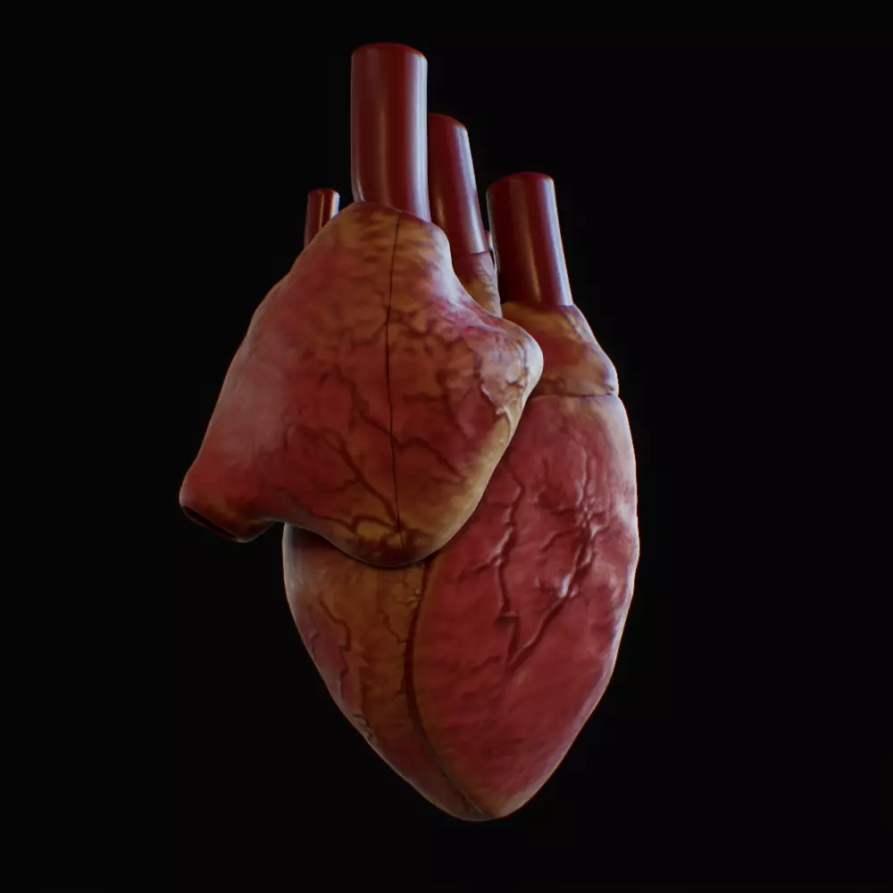 3D model of rigged heart Low-poly 3D model_0