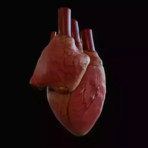 3D model of rigged heart Low-poly 3D model