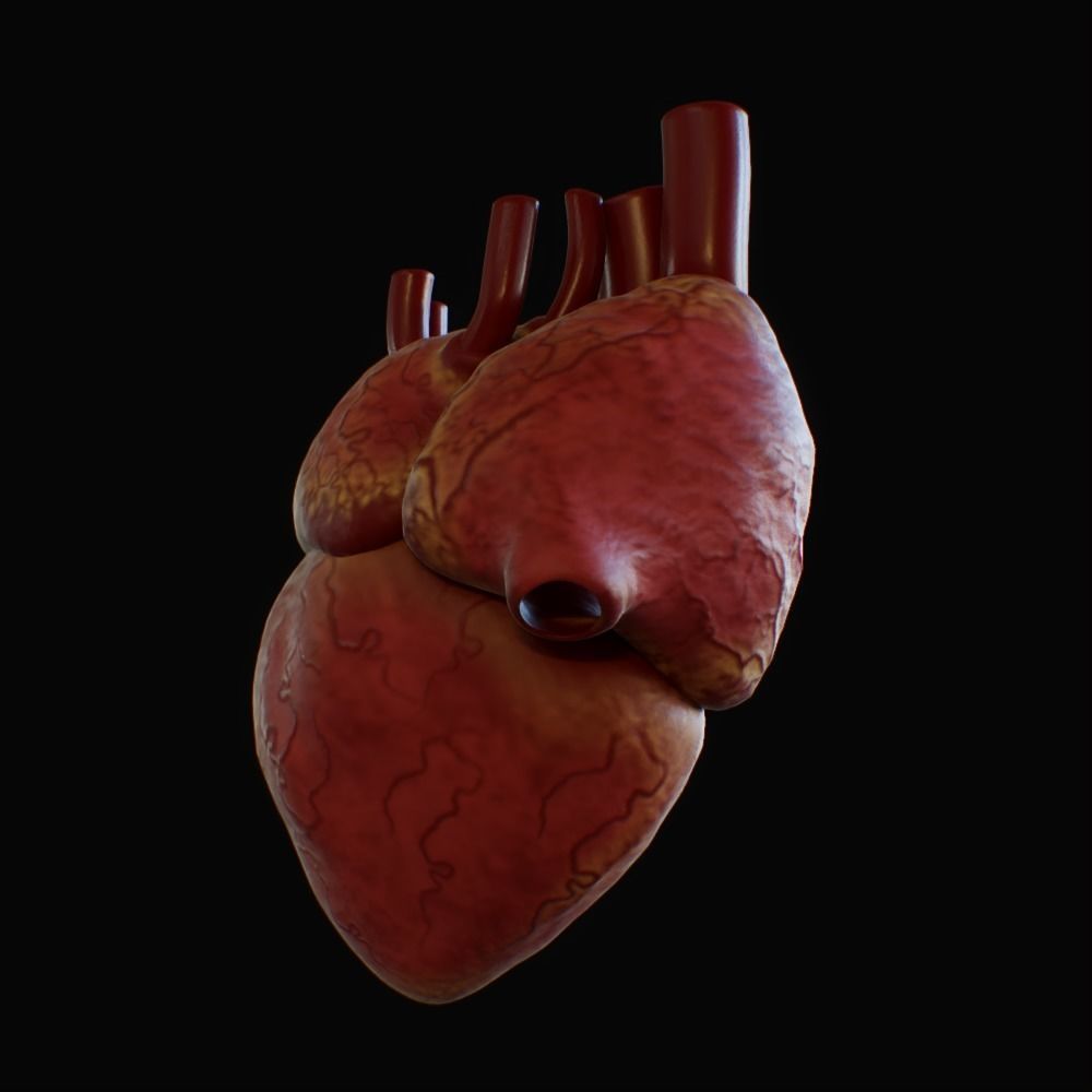 3D model of rigged heart Low-poly 3D model_87