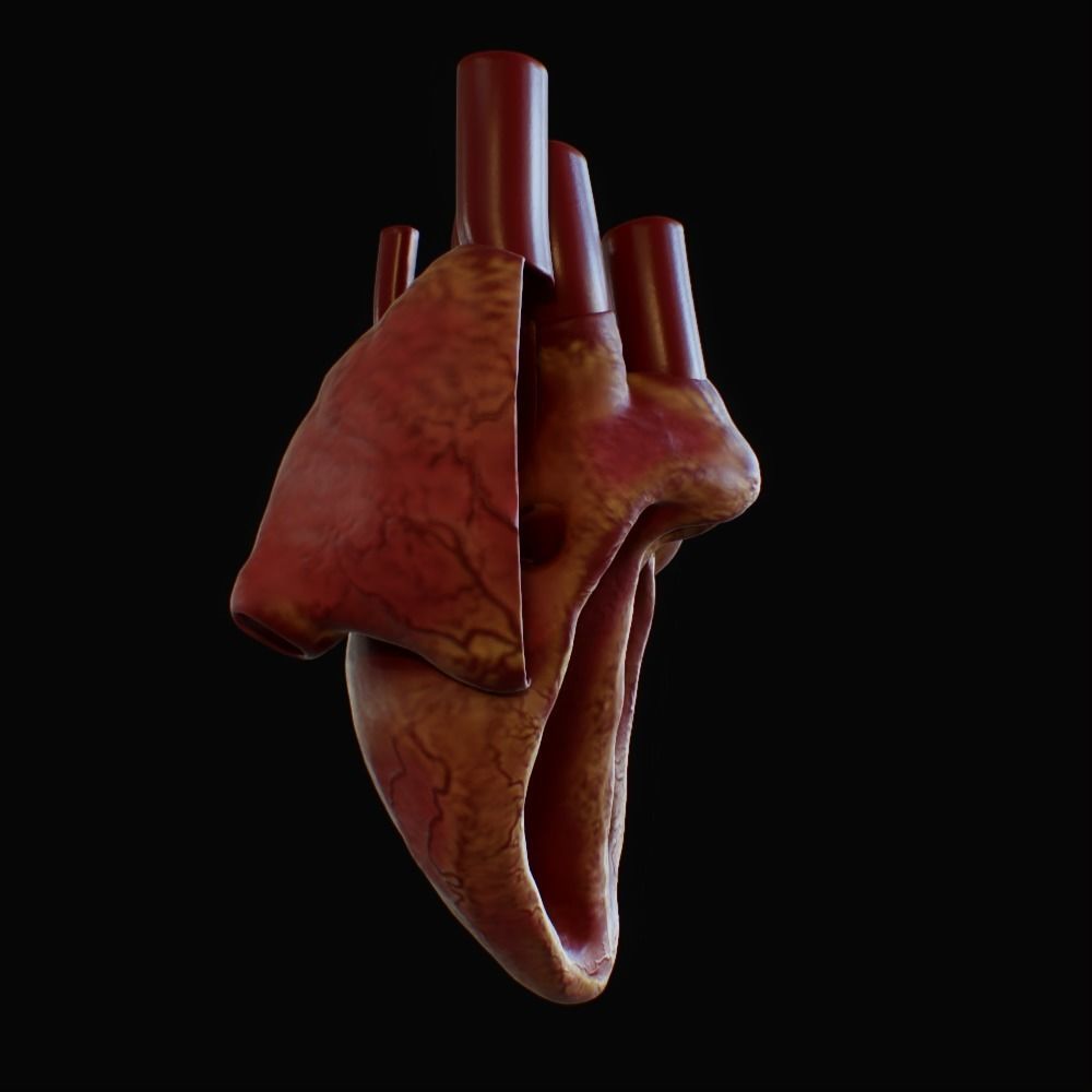 3D model of rigged heart Low-poly 3D model_39
