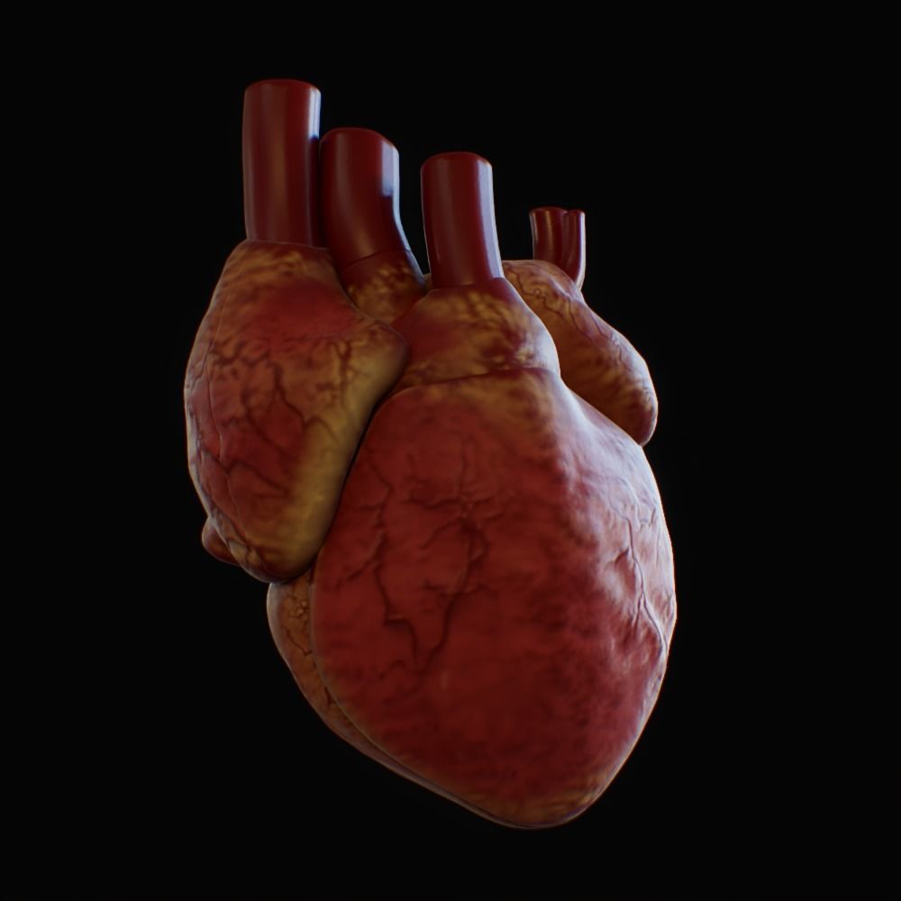 3D model of rigged heart Low-poly 3D model_34