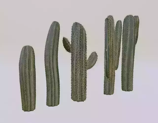 Cactus set four plants