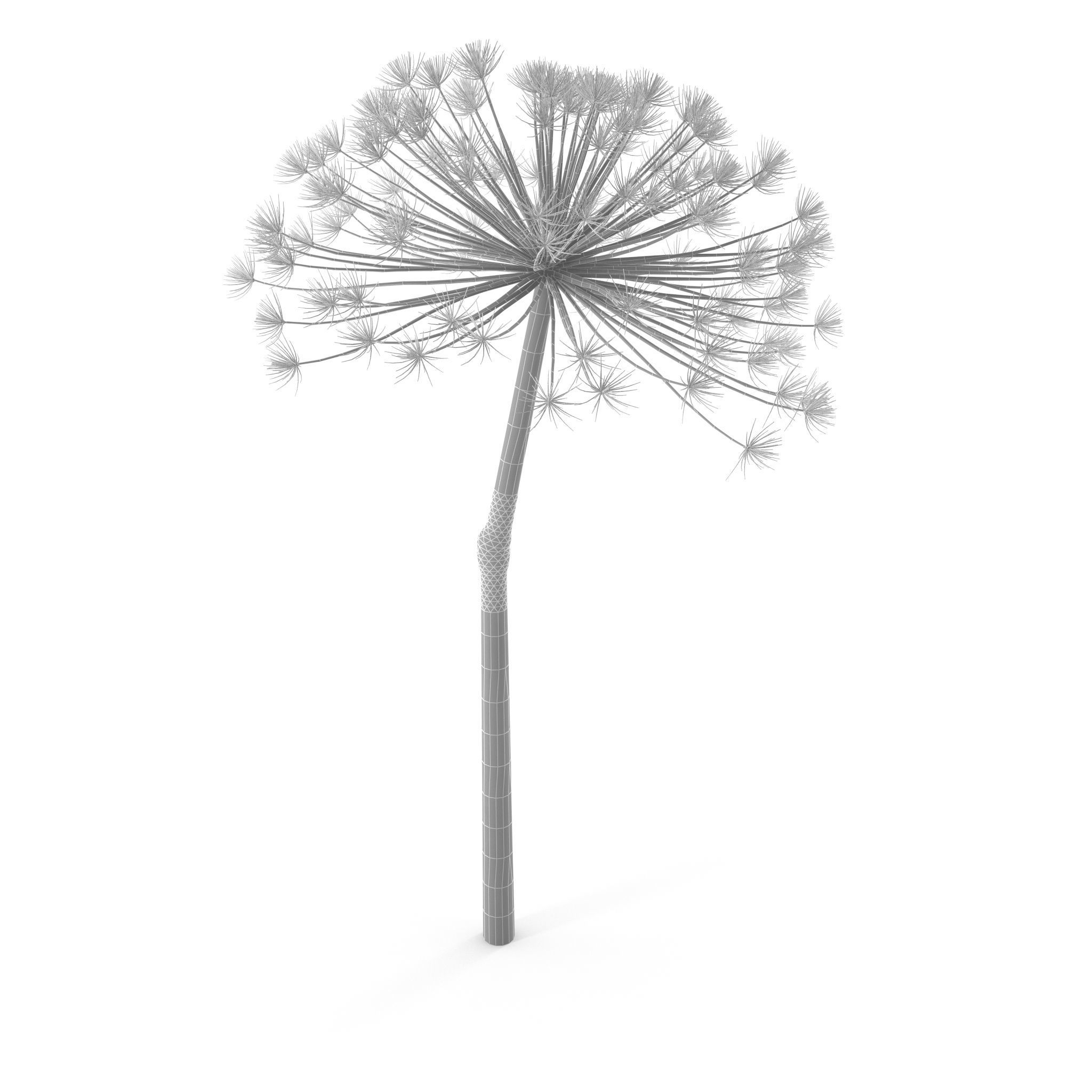 Dry Dill flower 3D model_7