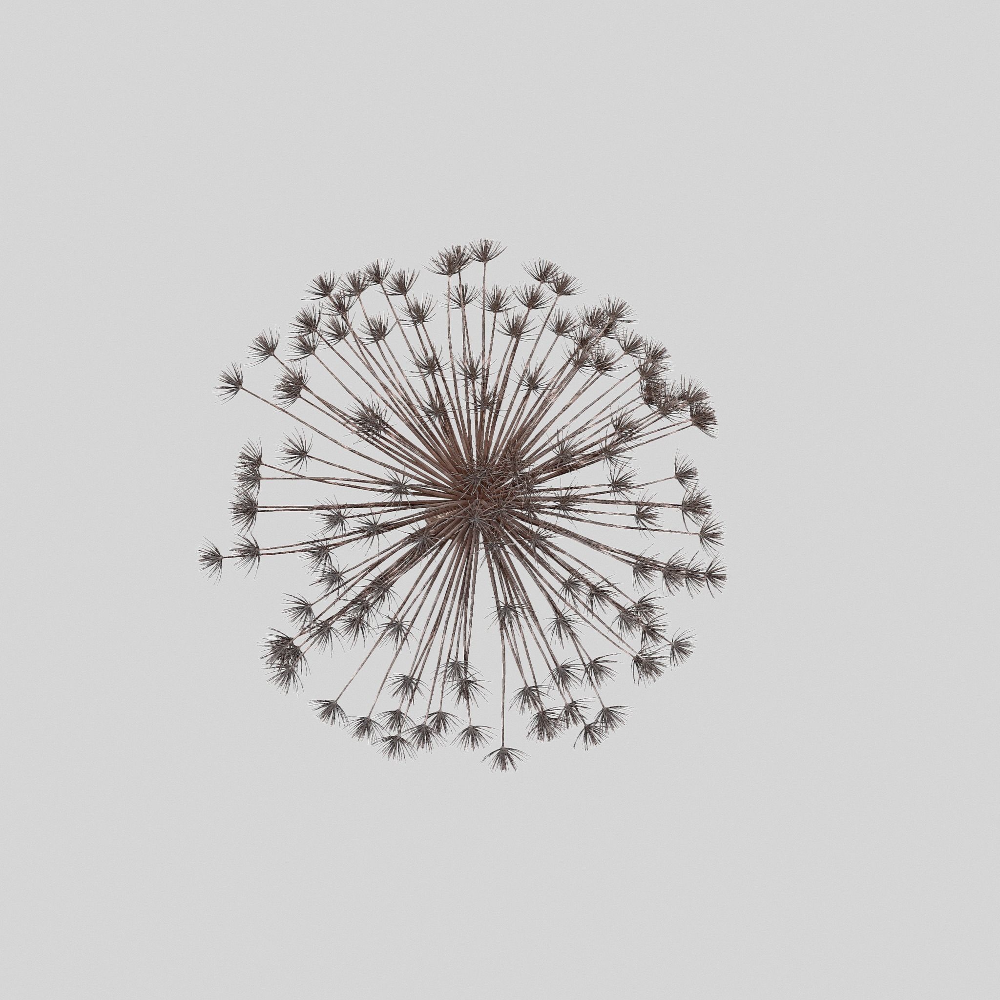 Dry Dill flower 3D model_5