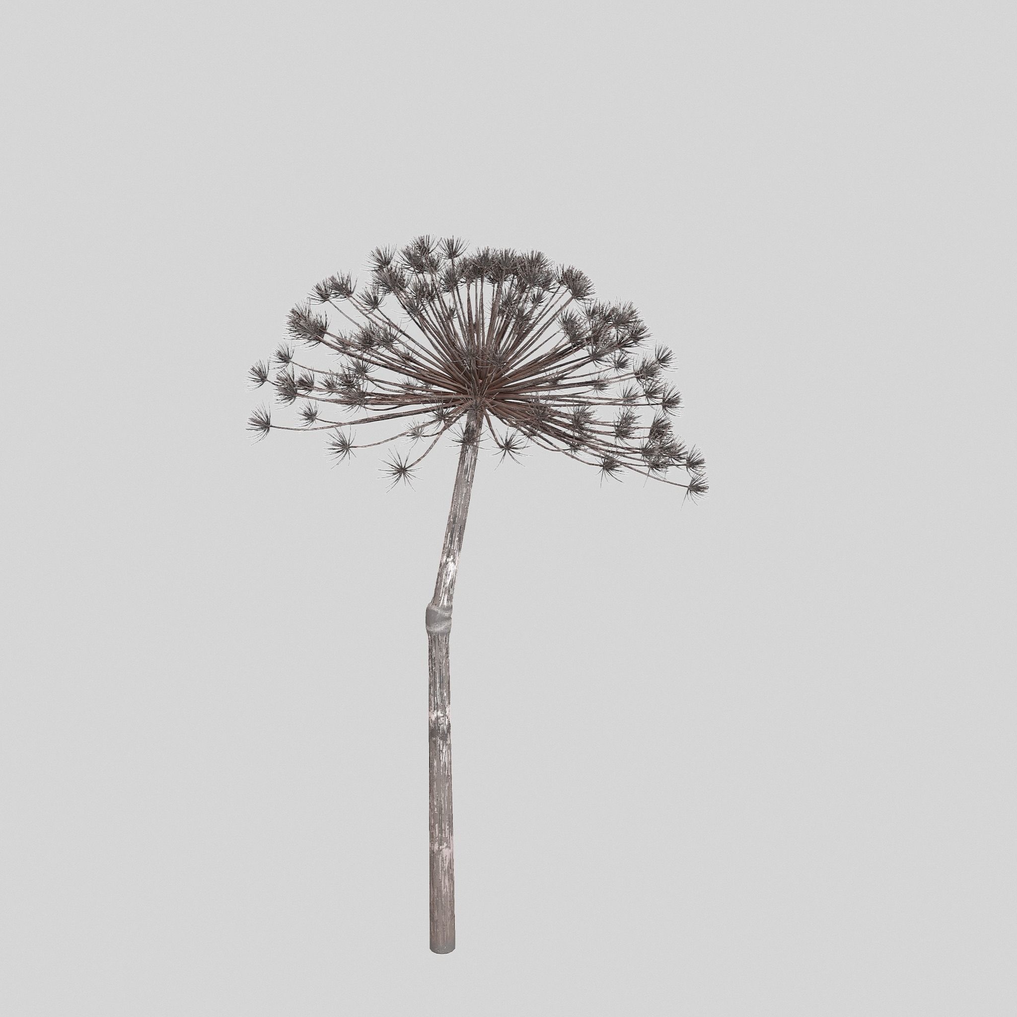 Dry Dill flower 3D model_4