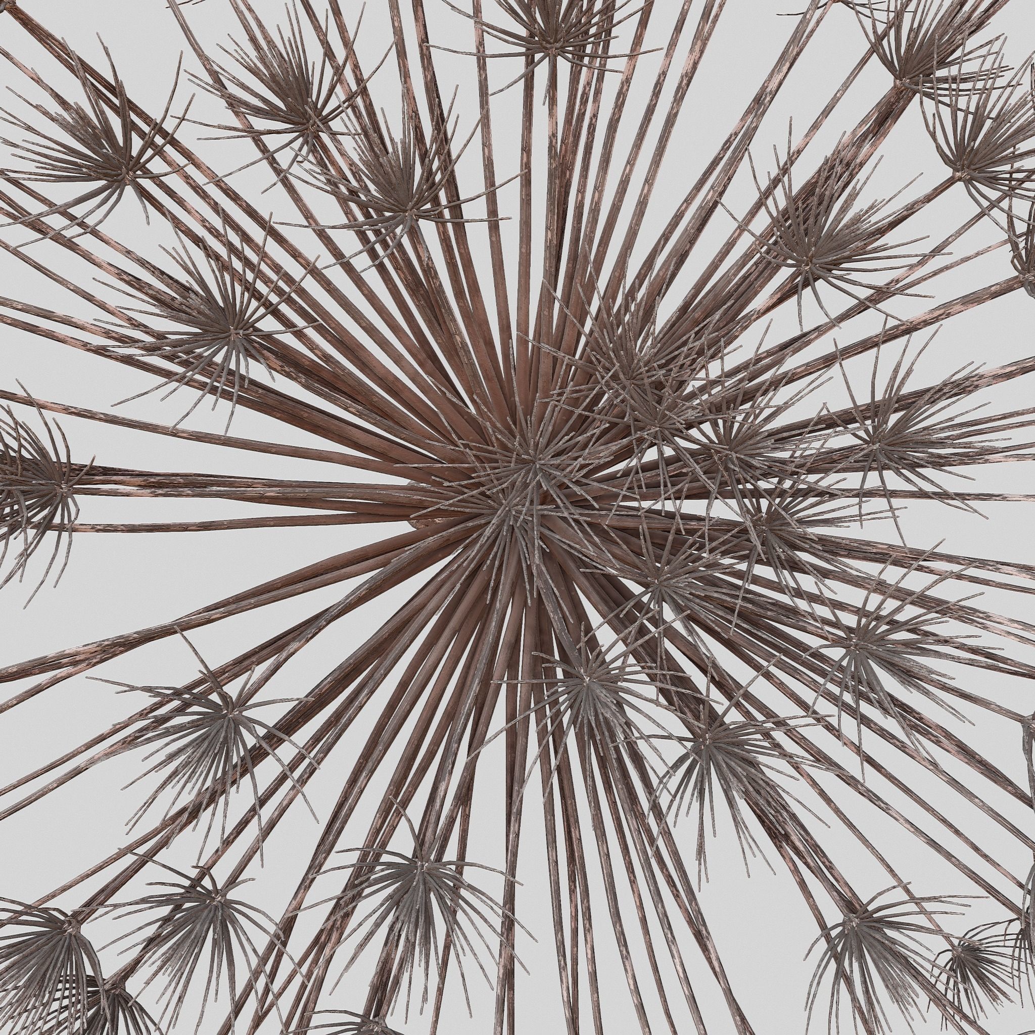 Dry Dill flower 3D model_6