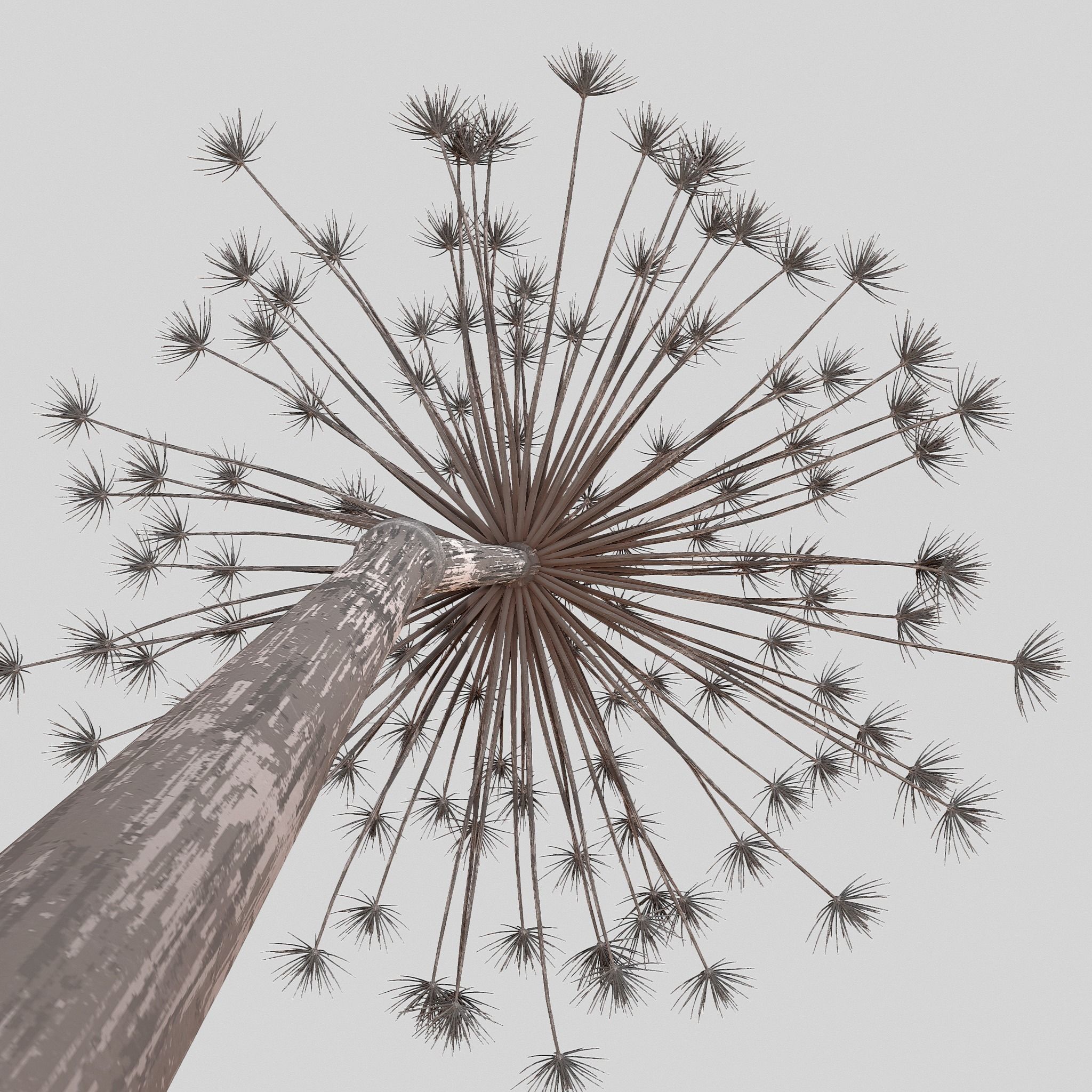 Dry Dill flower 3D model_2