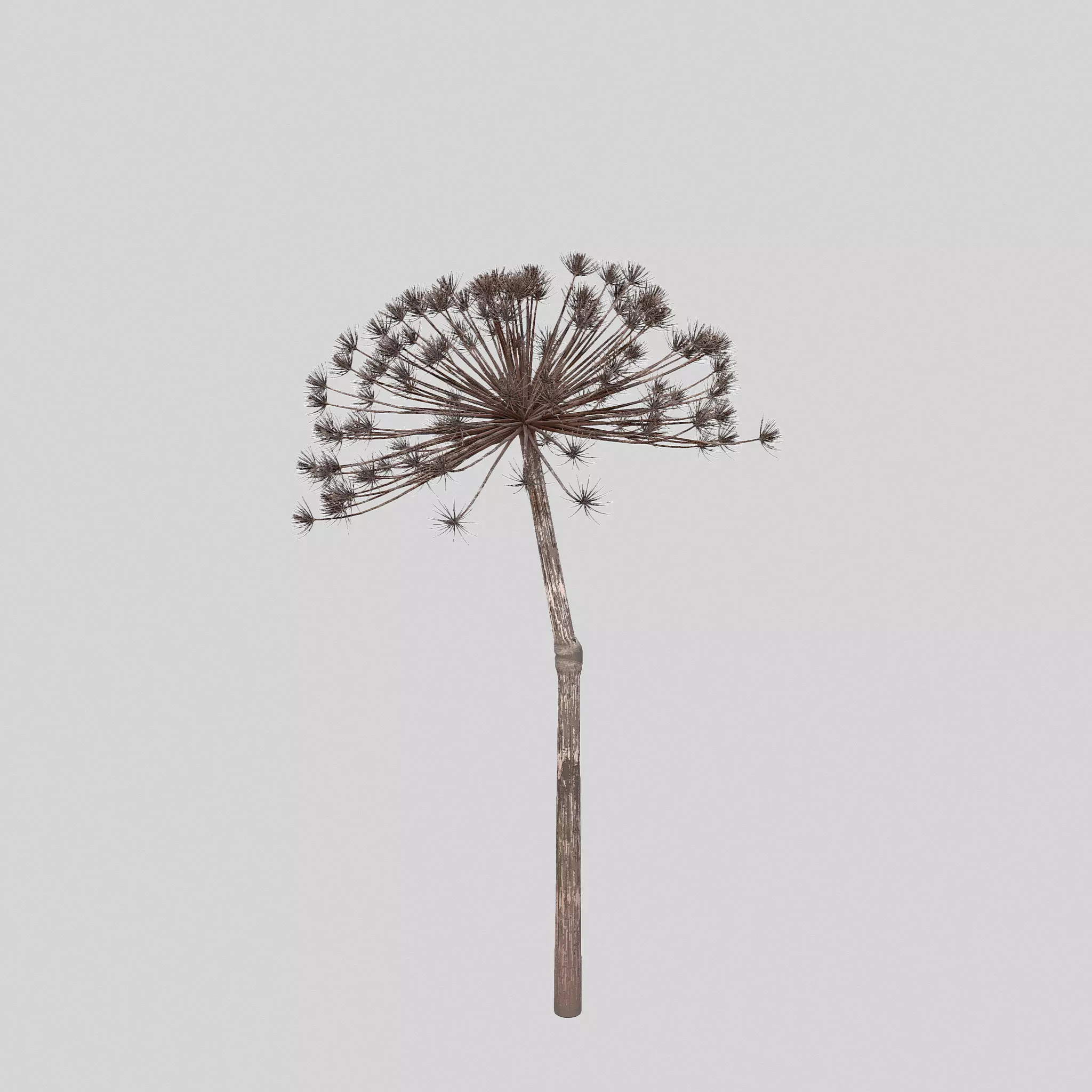 Dry Dill flower 3D model_0