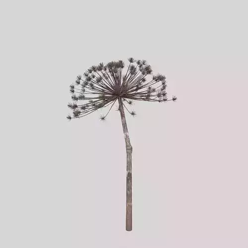 Dry Dill flower