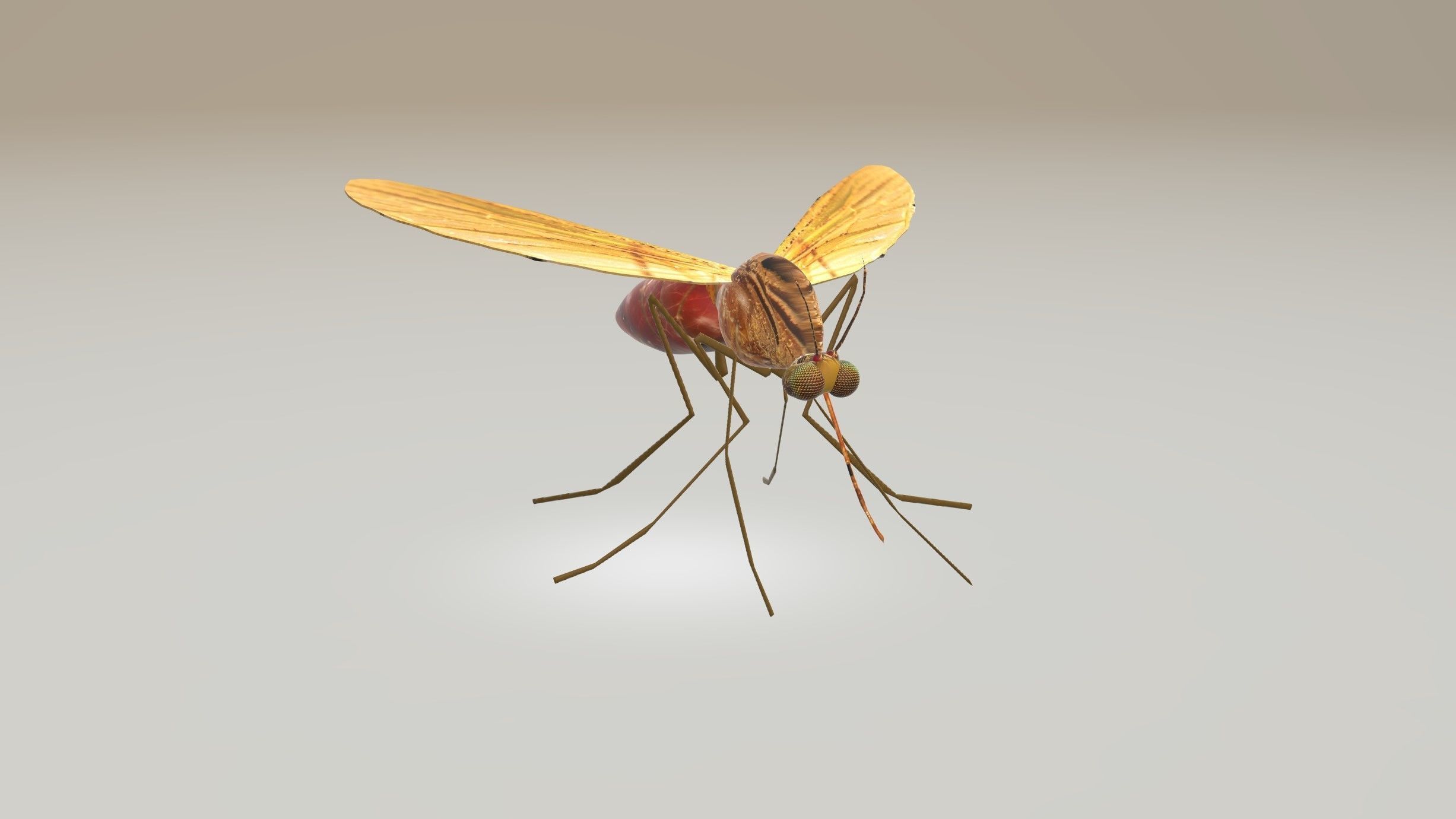 Mosquito Blood Sucked Culex 3D model | CGTrader