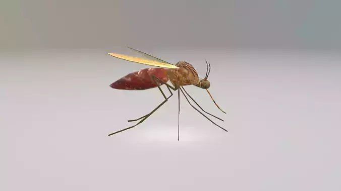 Mosquito Blood Sucked Culex