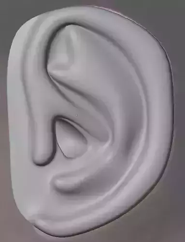 Ear 3d model base mesh 3D model