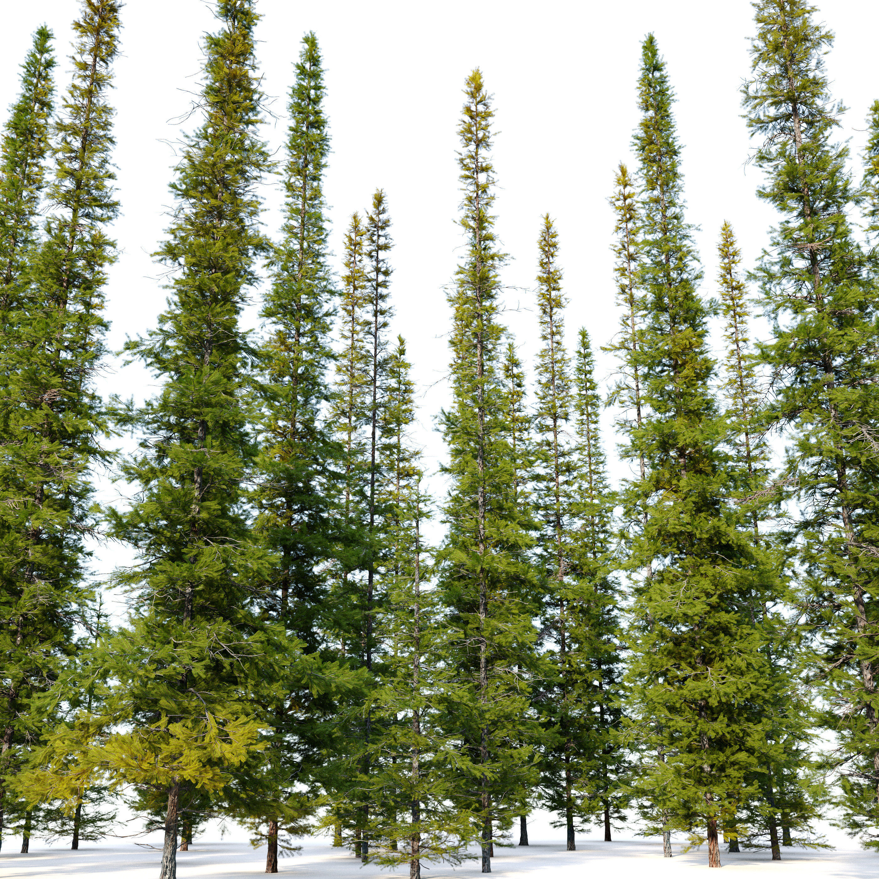 Fir tree 04 3D model_1