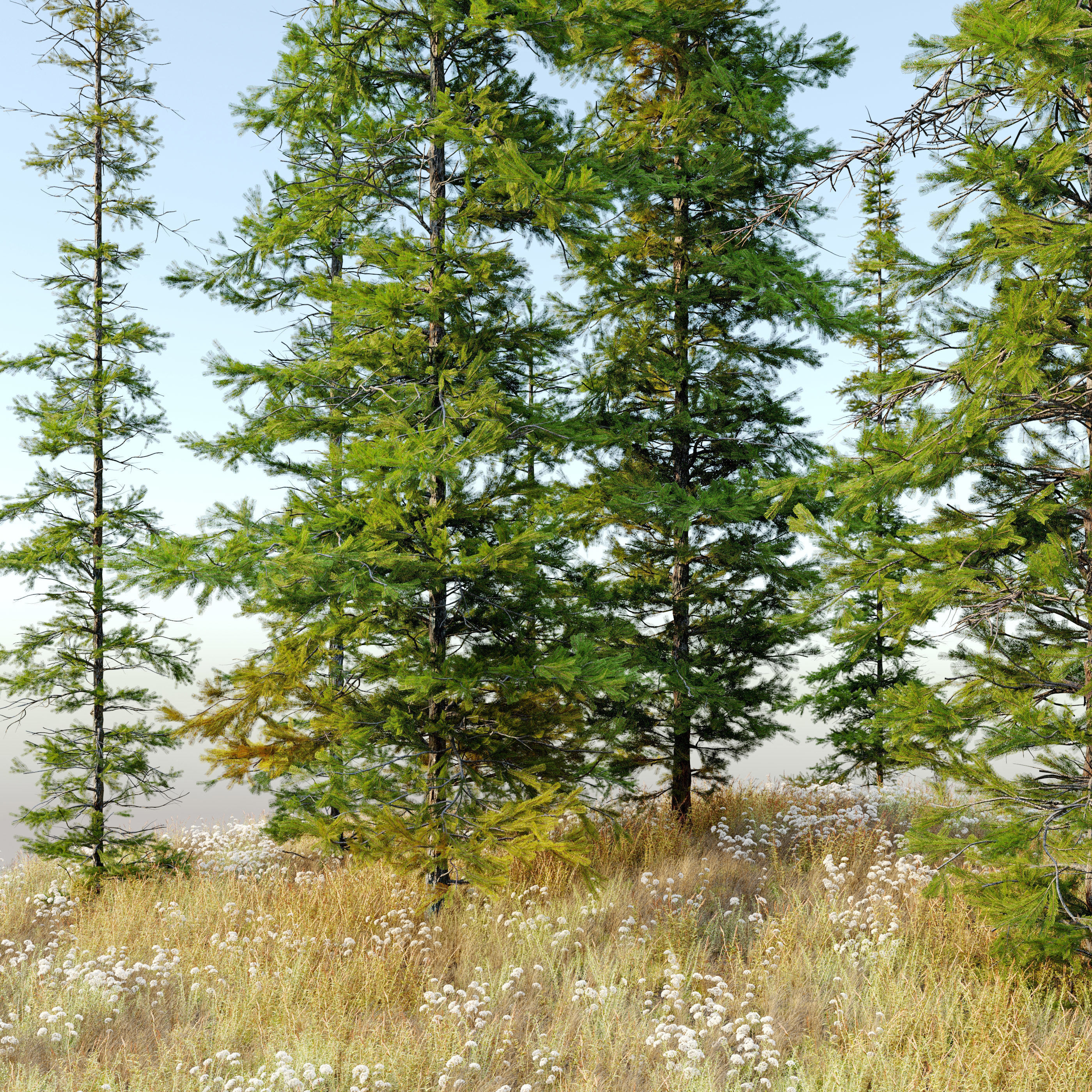 Fir tree 04 3D model_4