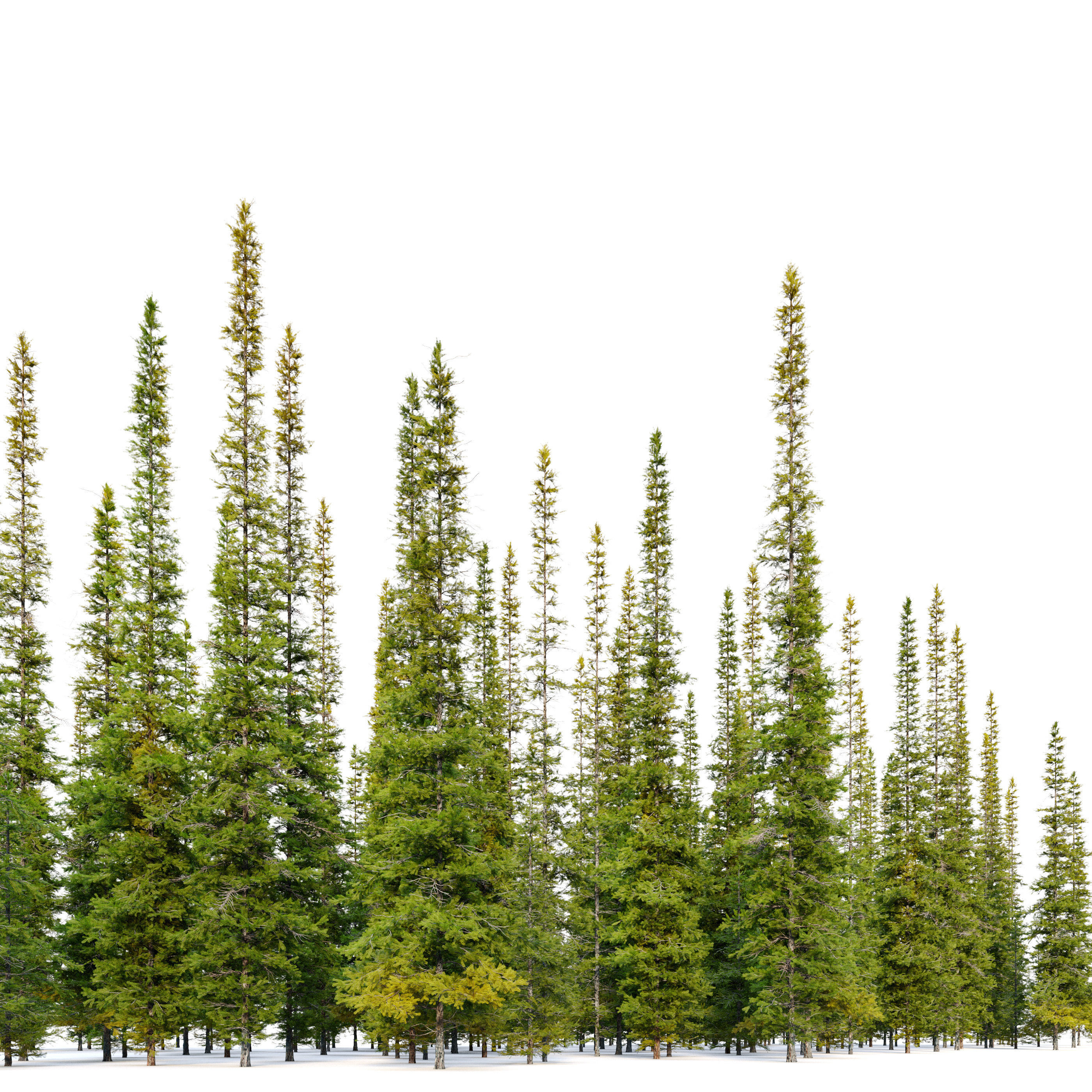 Fir tree 04 3D model_2