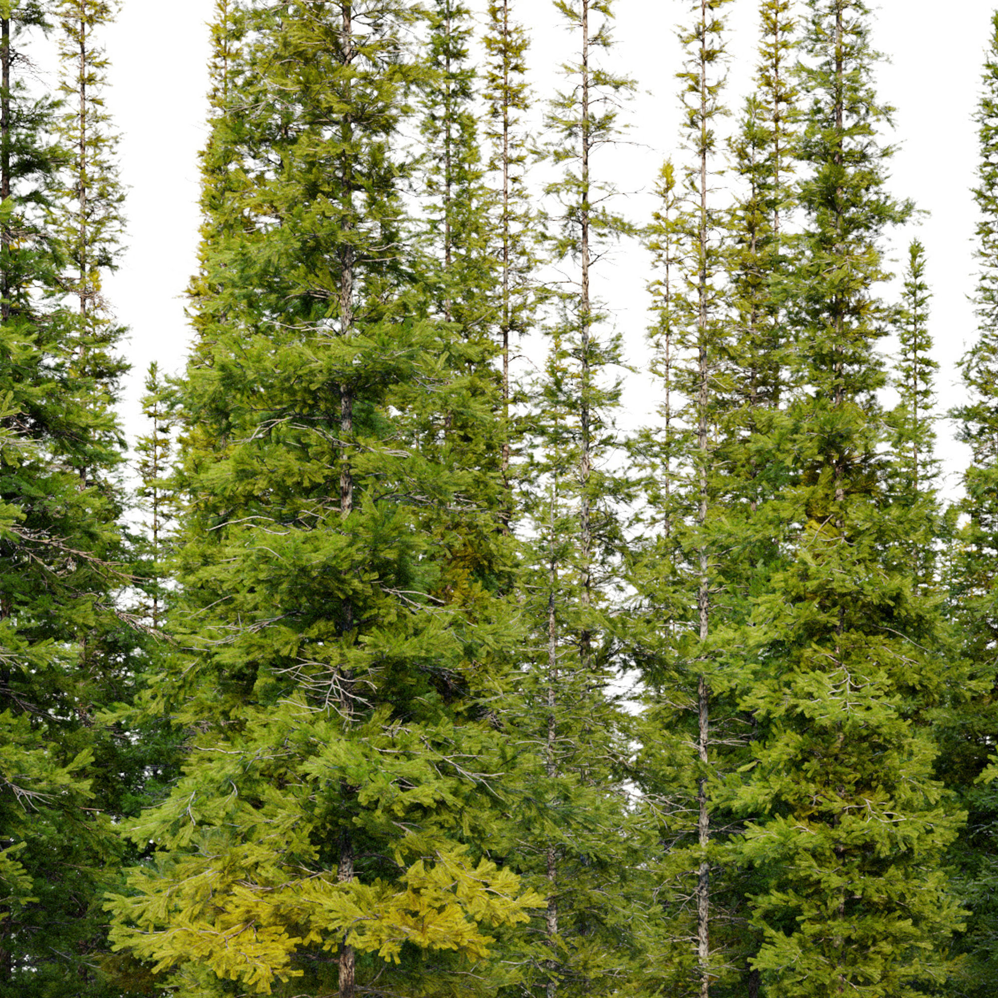 Fir tree 04 3D model_5