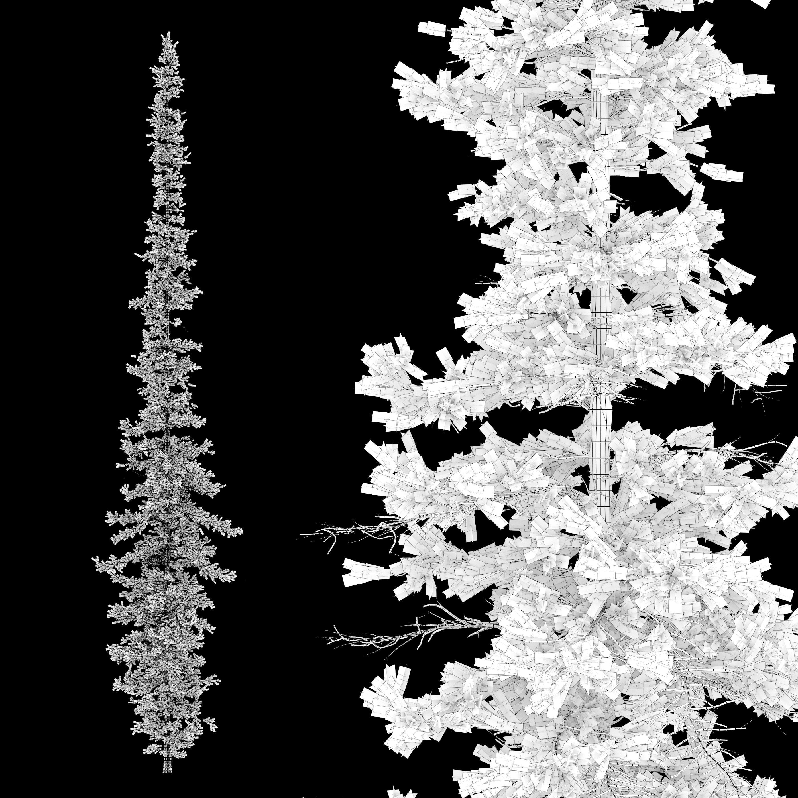 Fir tree 04 3D model_6
