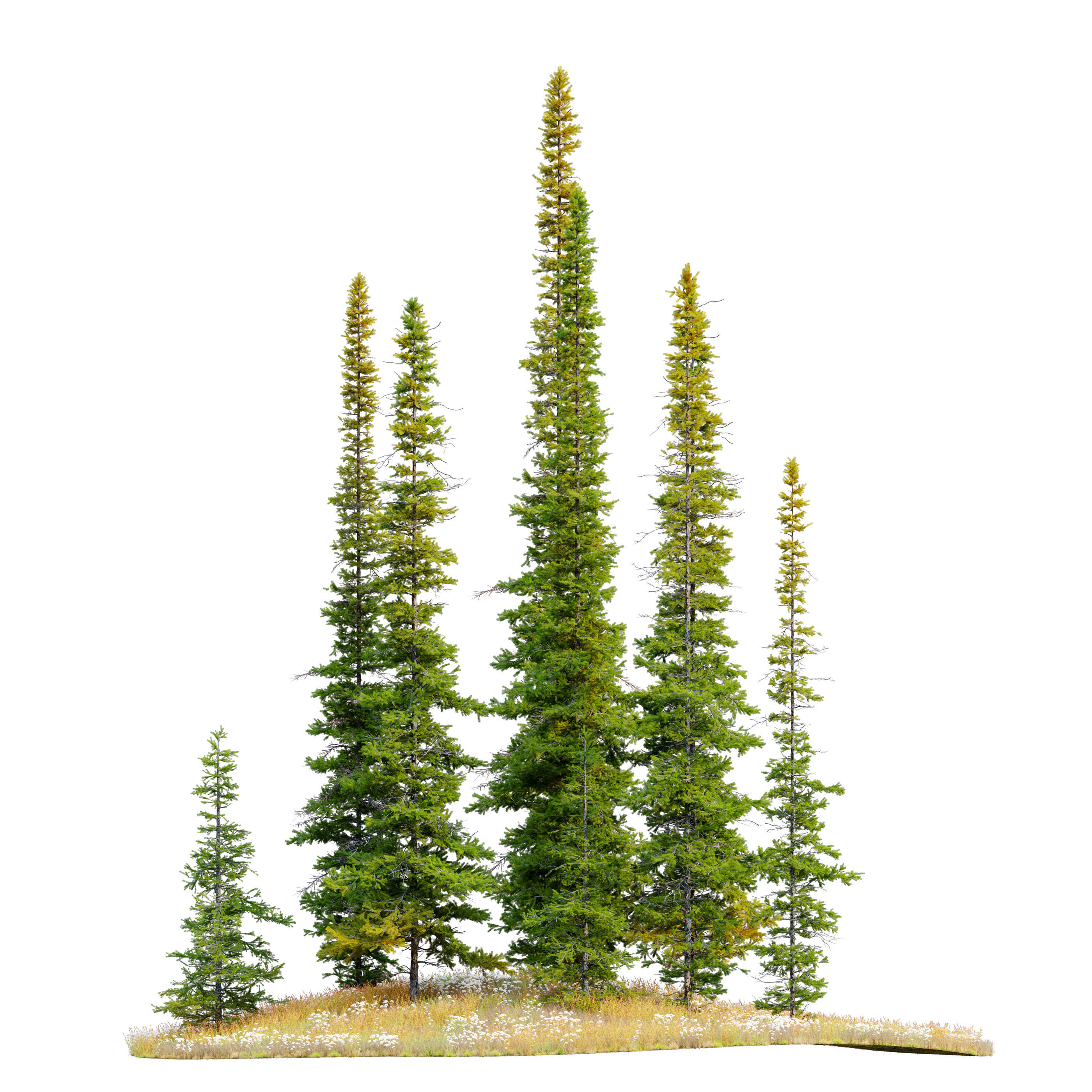 Fir tree 04 3D model_3