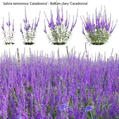 Salvia nemorosa Caradonna - Balkan clary Caradonna 3D model