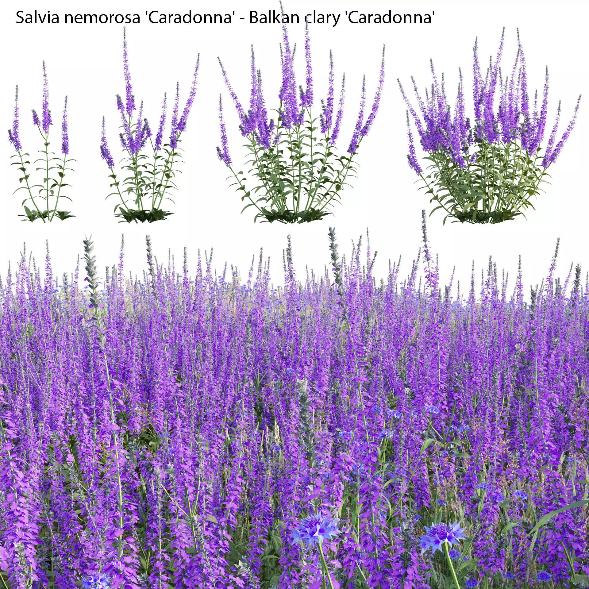 Salvia nemorosa Caradonna - Balkan clary Caradonna 3D model