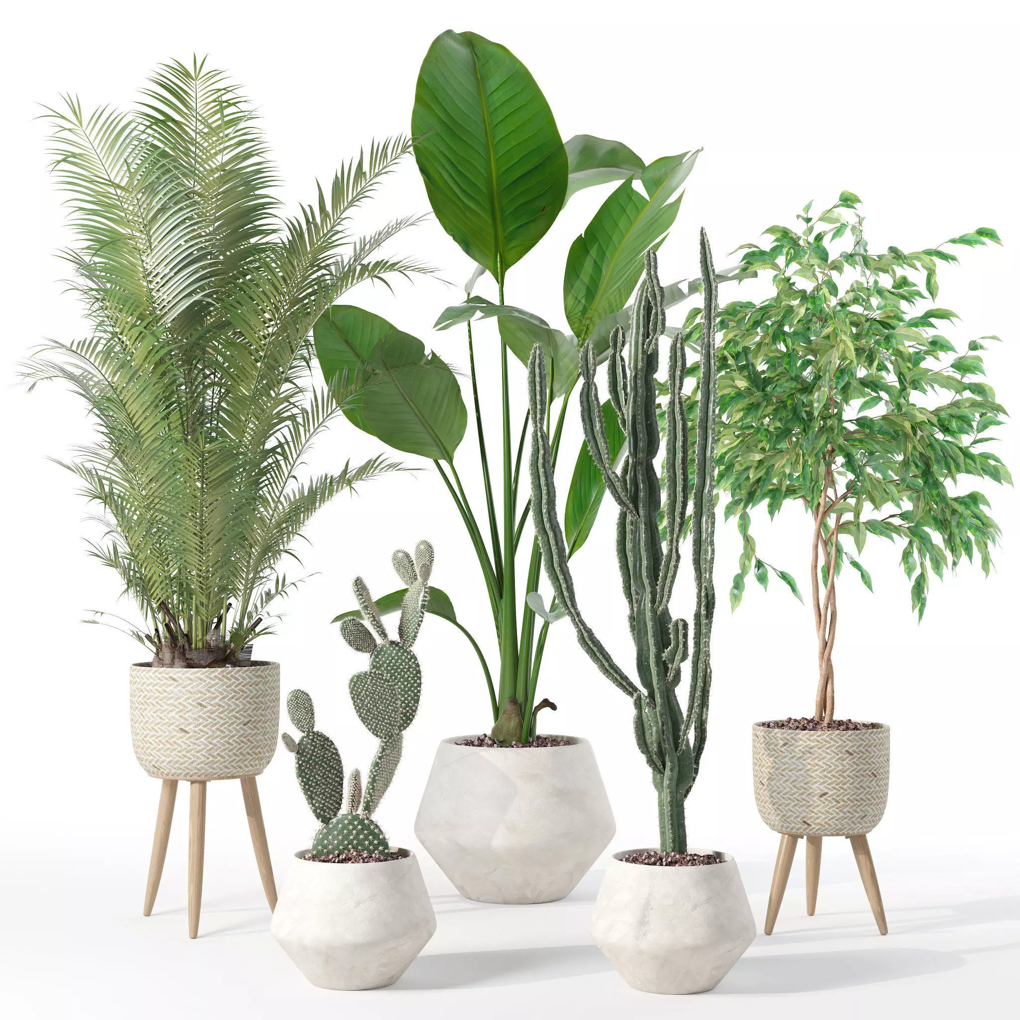 Plants collection 119 3D model_0